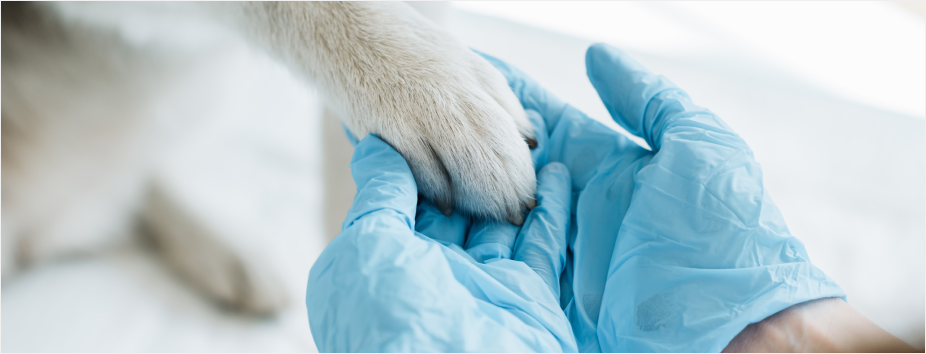 Gloved hand holding a paw